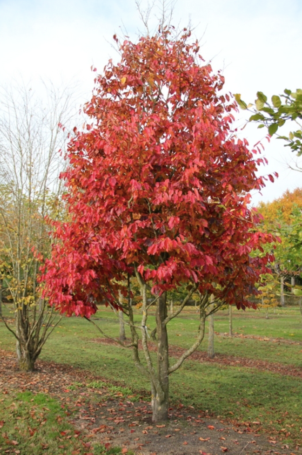 IJzerboom - bron: tentoven-bomen