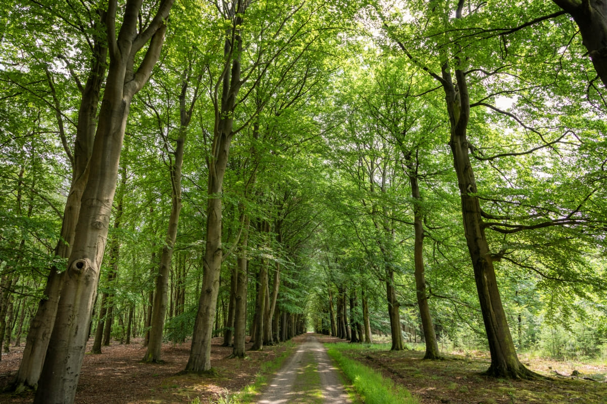 16242-Veenhuizen-bos,-boslaan@Alieke-Datema-(Asgraphy)