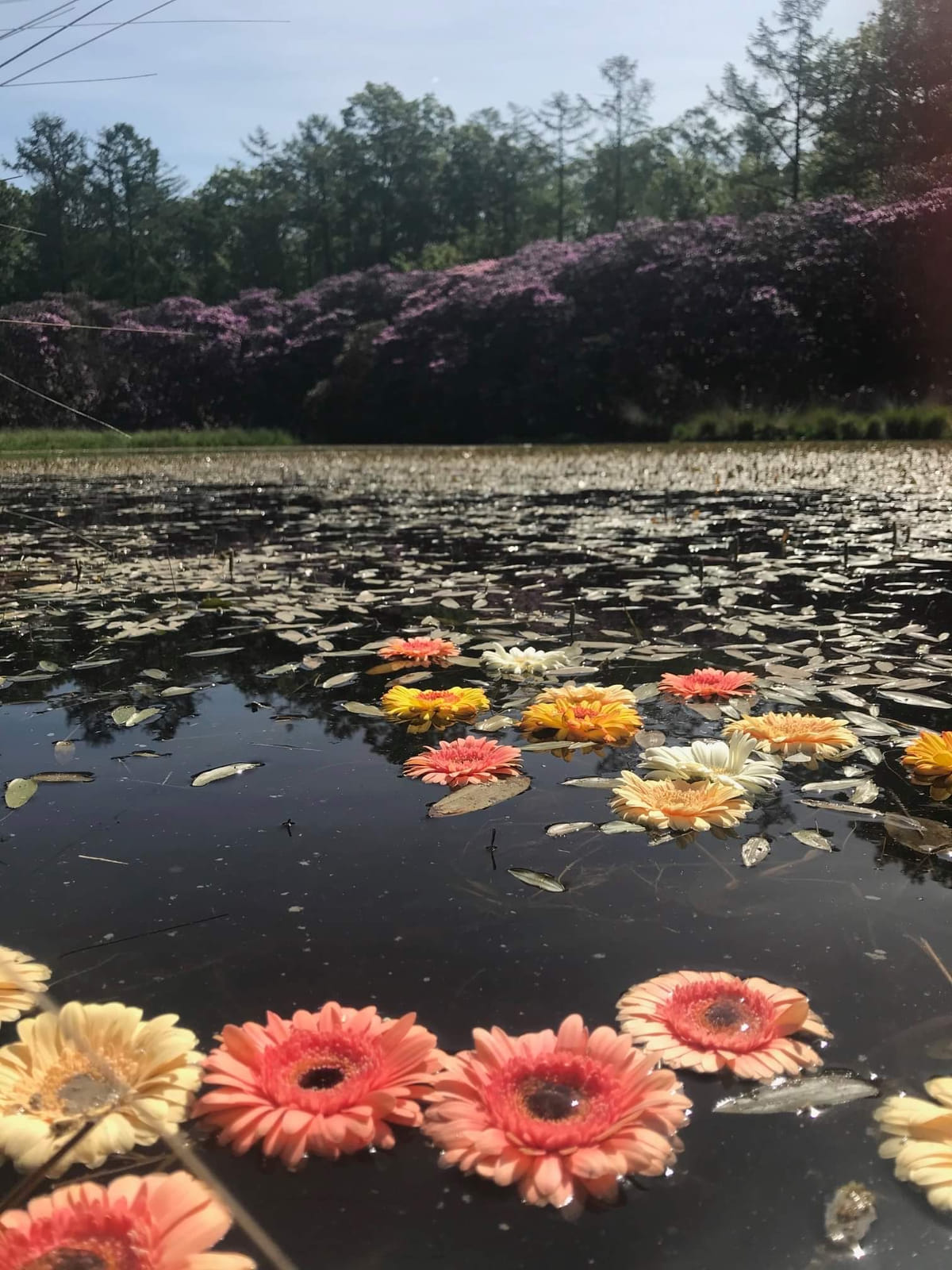 Het meer waar Enya en Reina spelen