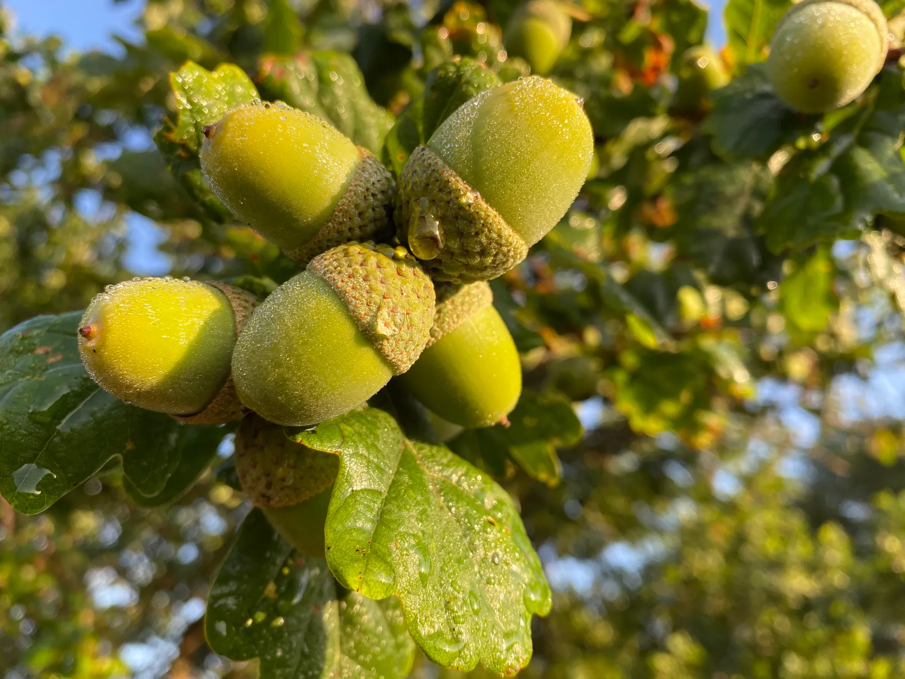 Wim Eikelboom op zoek naar de eetbaarheid van eikels - EO