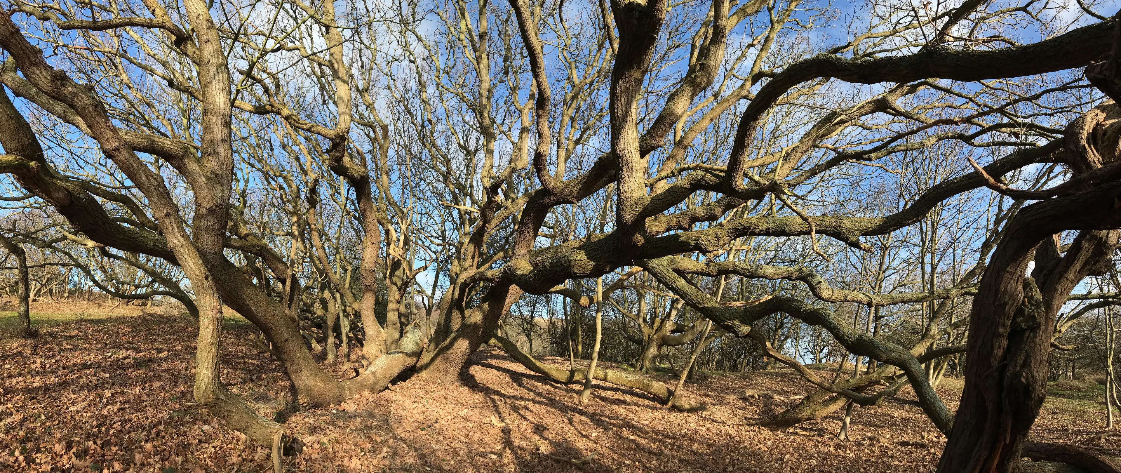 Uitgelichte afbeelding