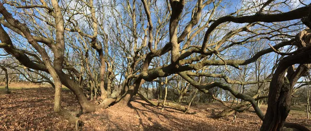 Uitgelichte afbeelding