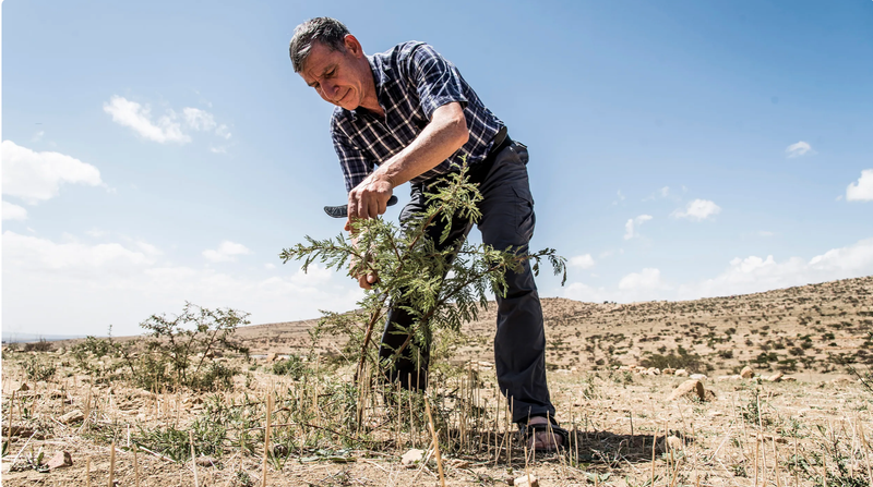 'Bosmaker' Tony Rinaudo bestrijdt droogte, honger en armoede met bomen